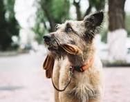 les promenades des vieux chiens doivent être plus courtes et plus calmes