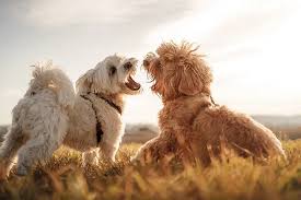 chiens qui aboient en jouant