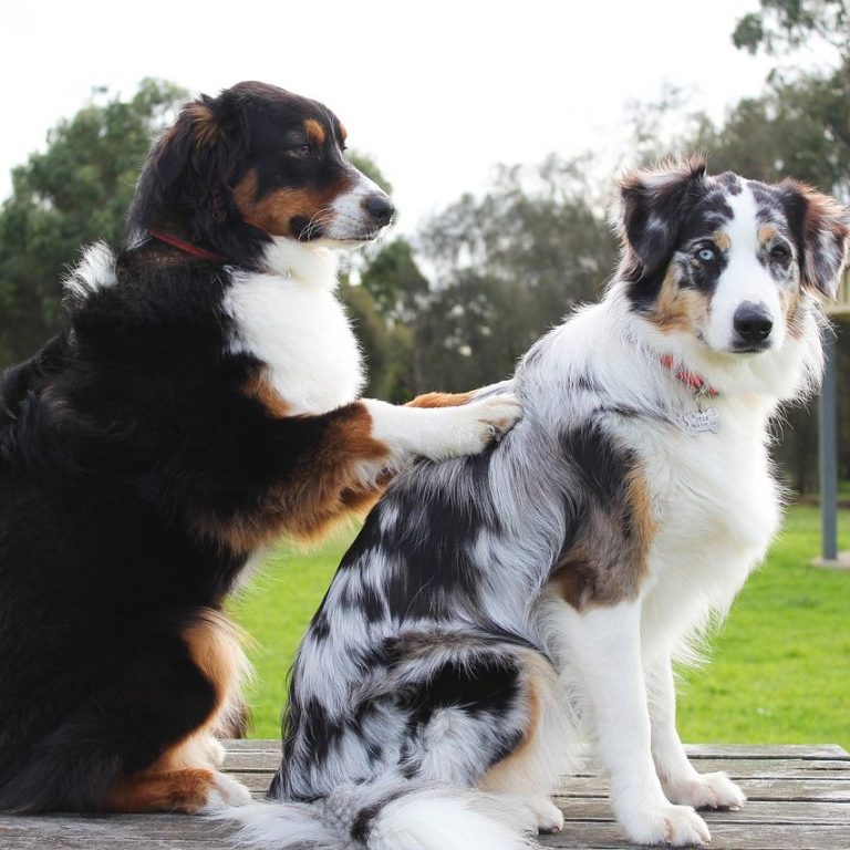 massages canin pour le bien-être de votre compagnon à quatre pattes